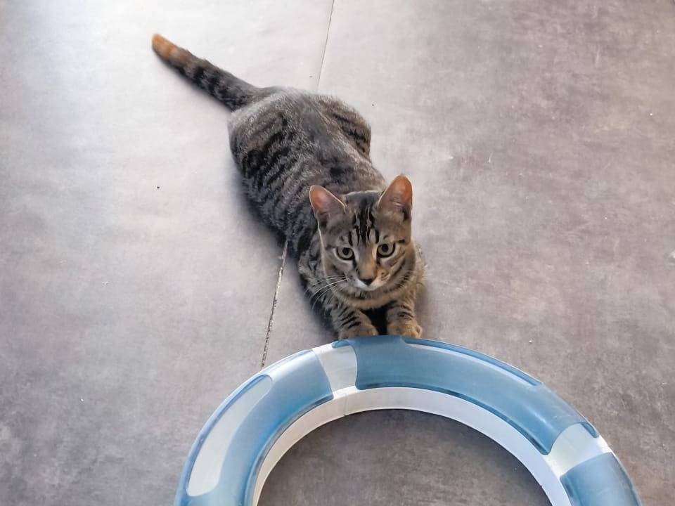 Vuoi adottare un gatto a Bari?