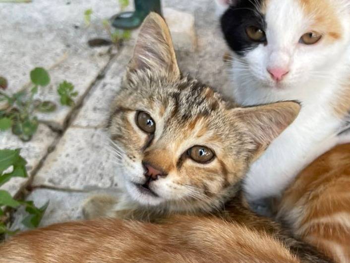 Adotta un gatto, femmina, 3 mesi, Rieti