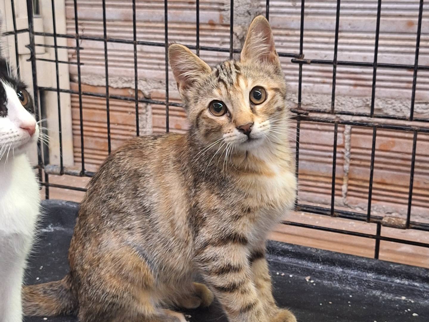 Adotta un gatto, taglia non valida, femmina, Rieti
