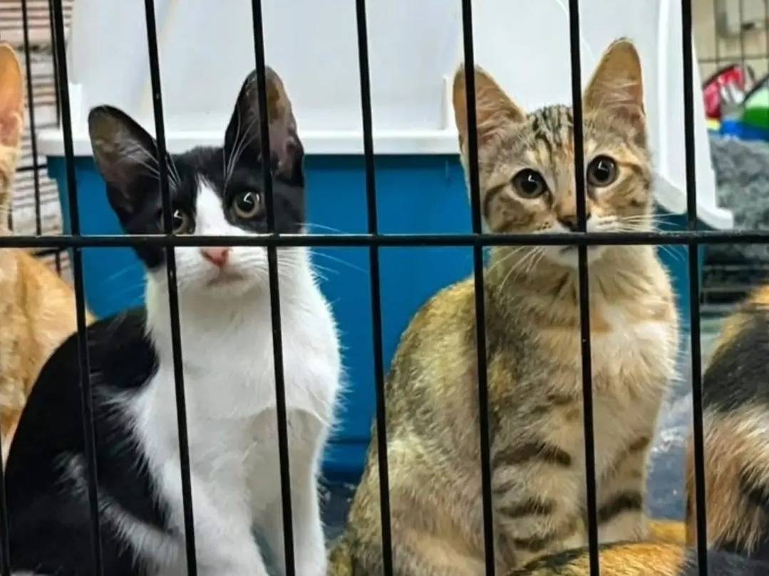Vuoi adottare un gatto a Rieti?