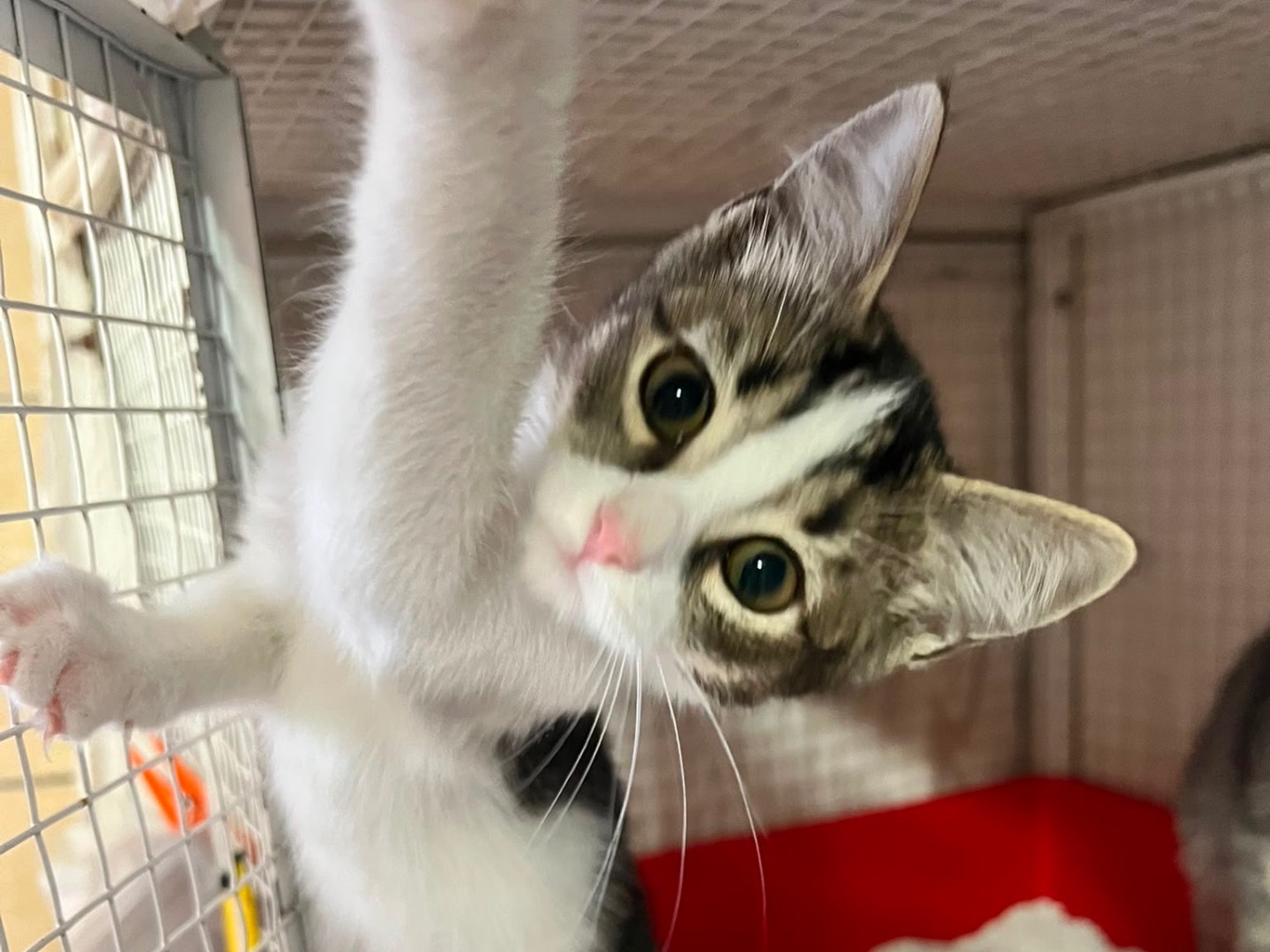 Adotta un gatto, femmina, 2 mesi, Milano