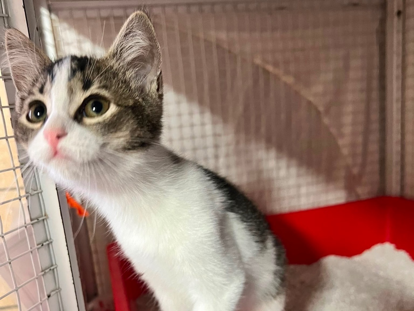 Adotta un gatto, taglia non valida, femmina, Milano