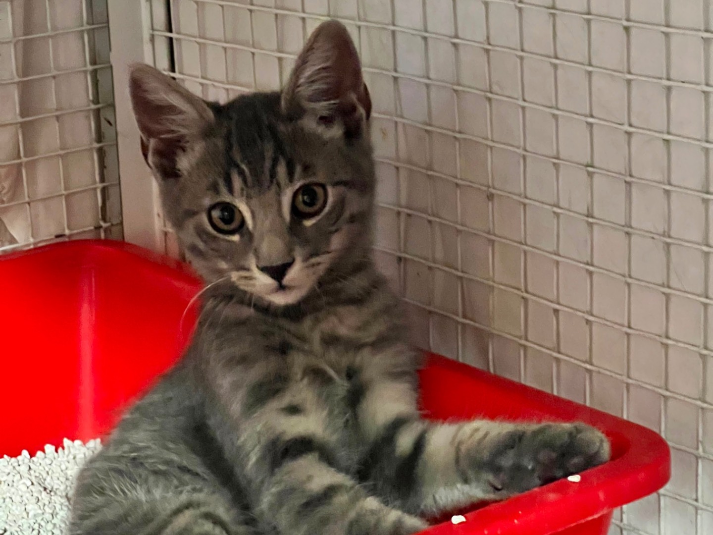 Adotta un gatto, maschio, 2 mesi, Milano