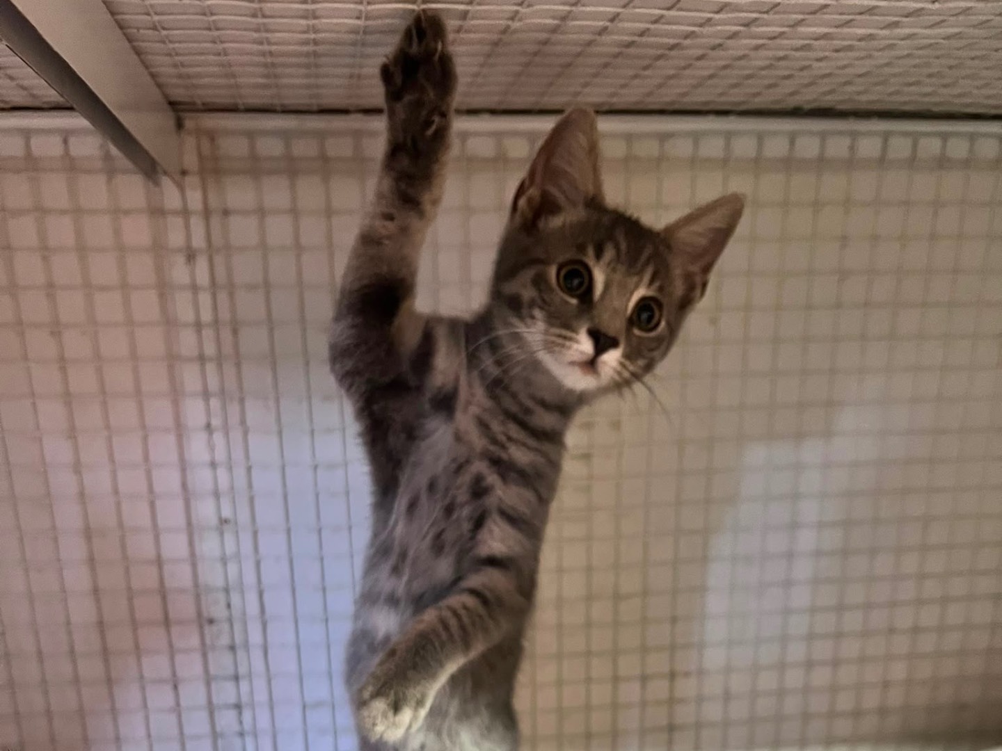 Adotta un gatto, taglia non valida, maschio, Milano