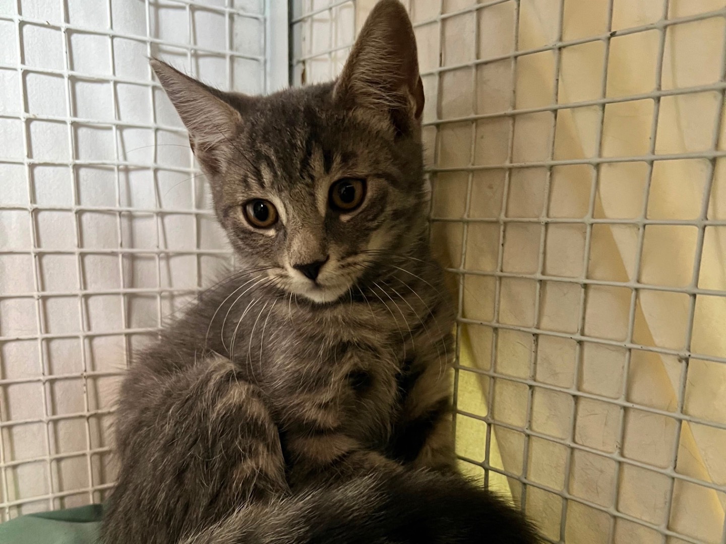 Adozione gatto, maschio, Razza sconosciuta Razza sconosciuta, 2 mesi, taglia non valida, Milano