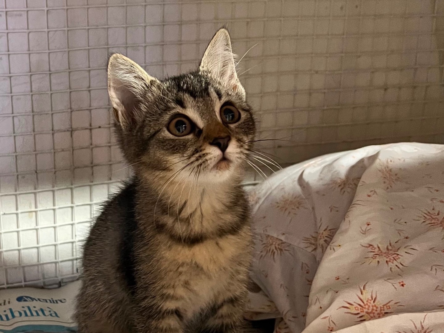 Adozione gatto, femmina, Razza sconosciuta Razza sconosciuta, 2 mesi, taglia non valida, Milano
