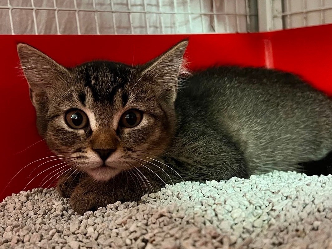 Adotta un gatto, femmina, 2 mesi, Milano