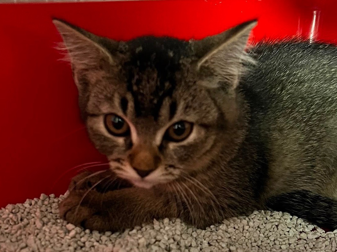 Adotta un gatto, taglia non valida, femmina, Milano