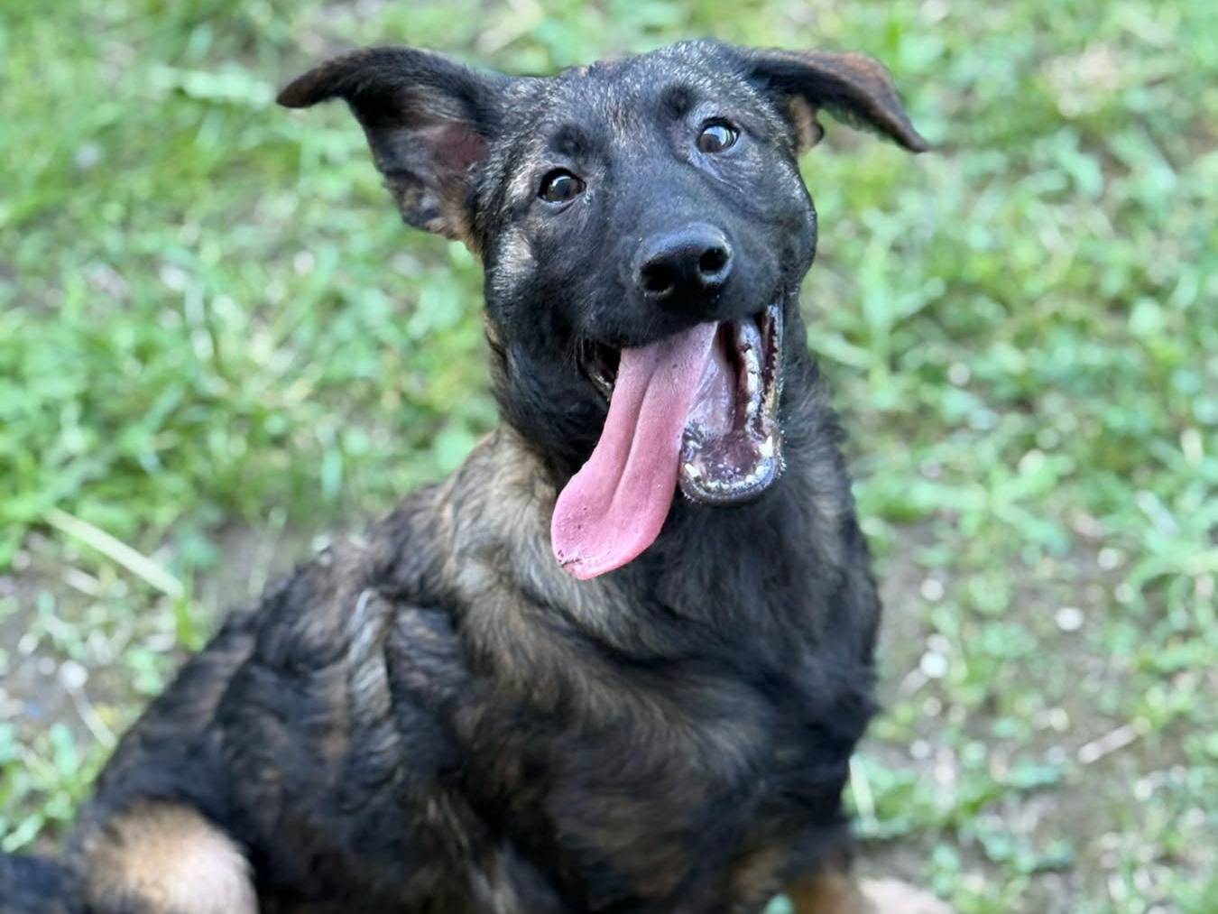 Adotta un cane, maschio, 4 mesi, Firenze