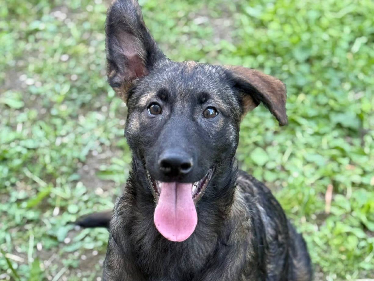 Adozione cane, maschio, Razza sconosciuta Razza sconosciuta, 4 mesi, taglia media, Firenze