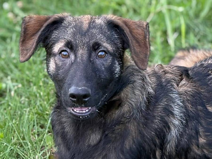 Adotta il cane ERNAD a Firenze