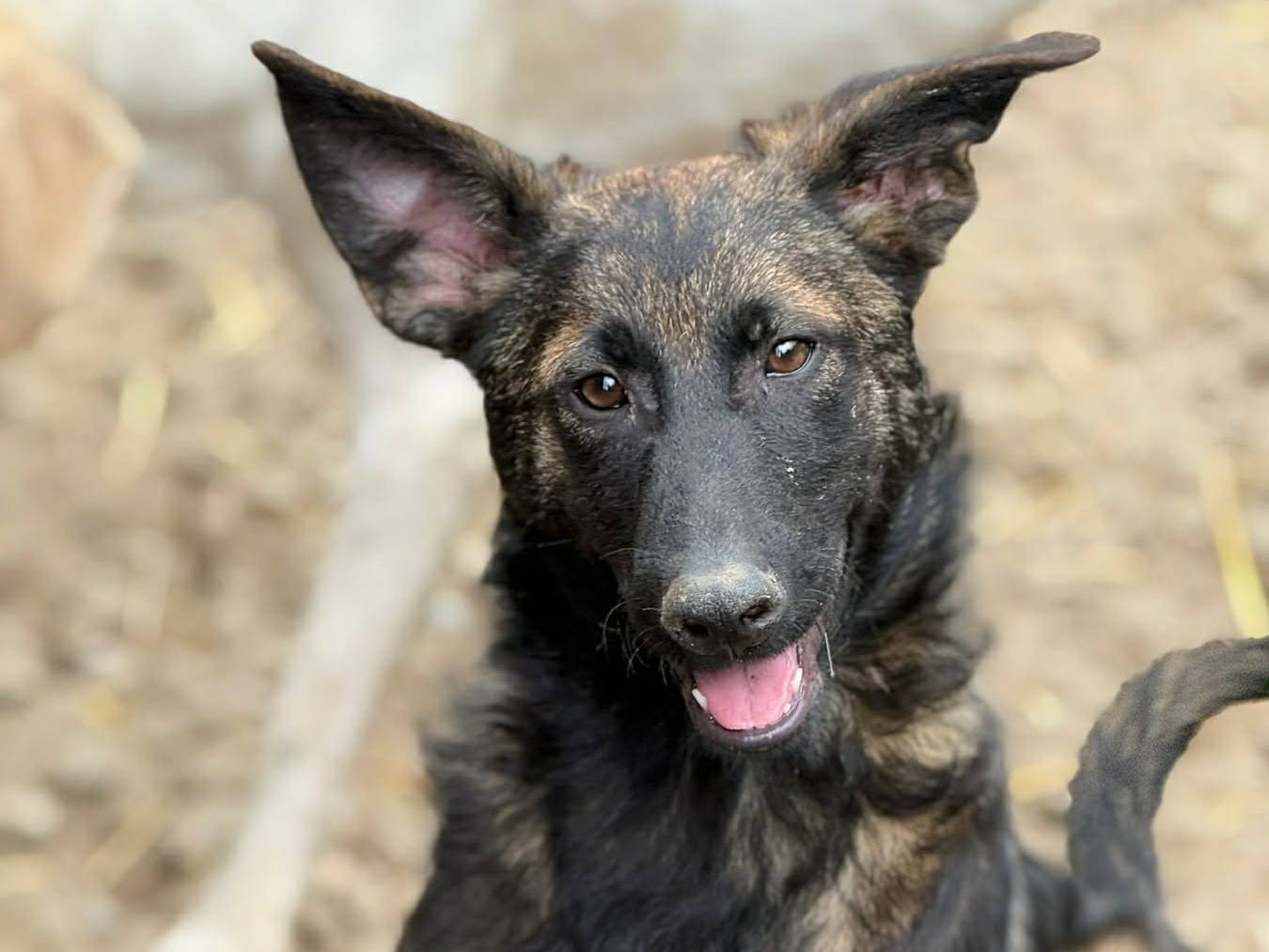Vuoi adottare un cane a Firenze?