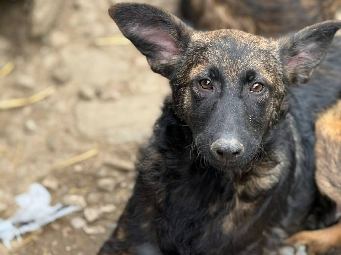 Adotta un cane, taglia media, maschio, Firenze
