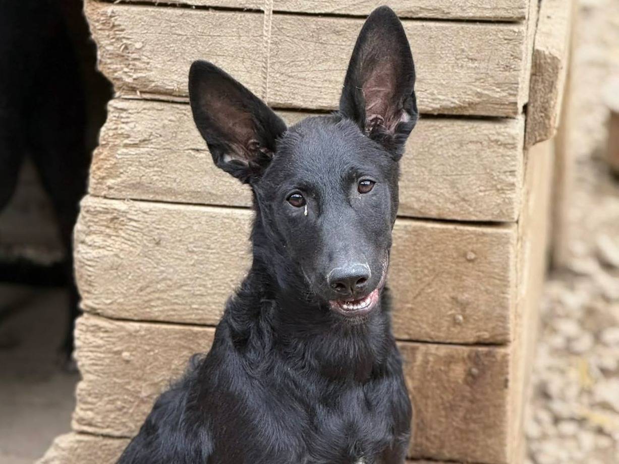 Vuoi adottare un cane a Firenze?