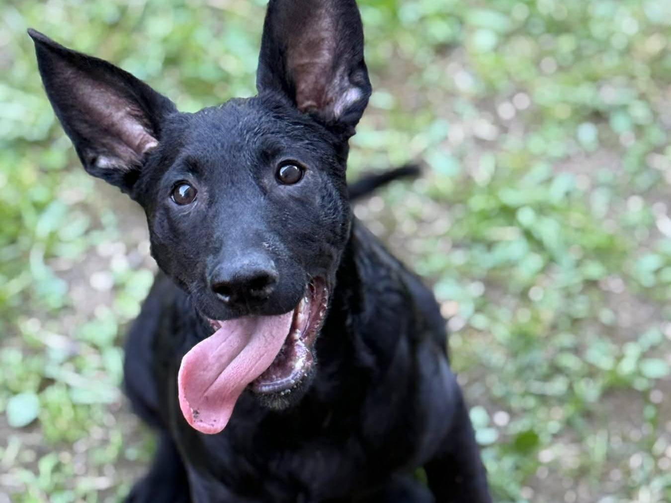 Adotta un cane, taglia media, maschio, Firenze
