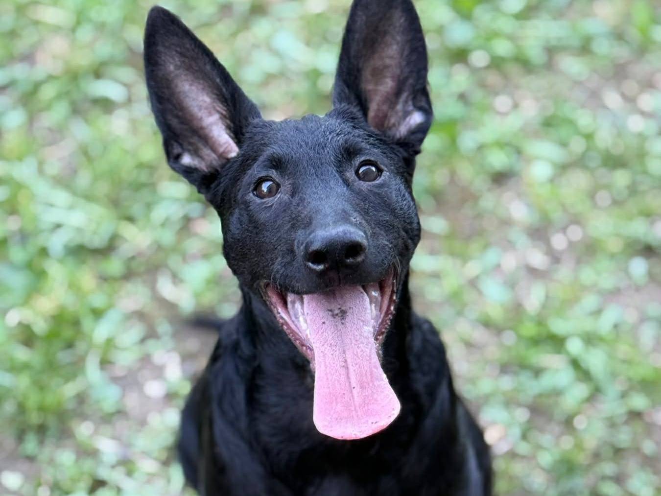 Adozione cane, maschio, Razza sconosciuta Razza sconosciuta, 4 mesi, taglia media, Firenze