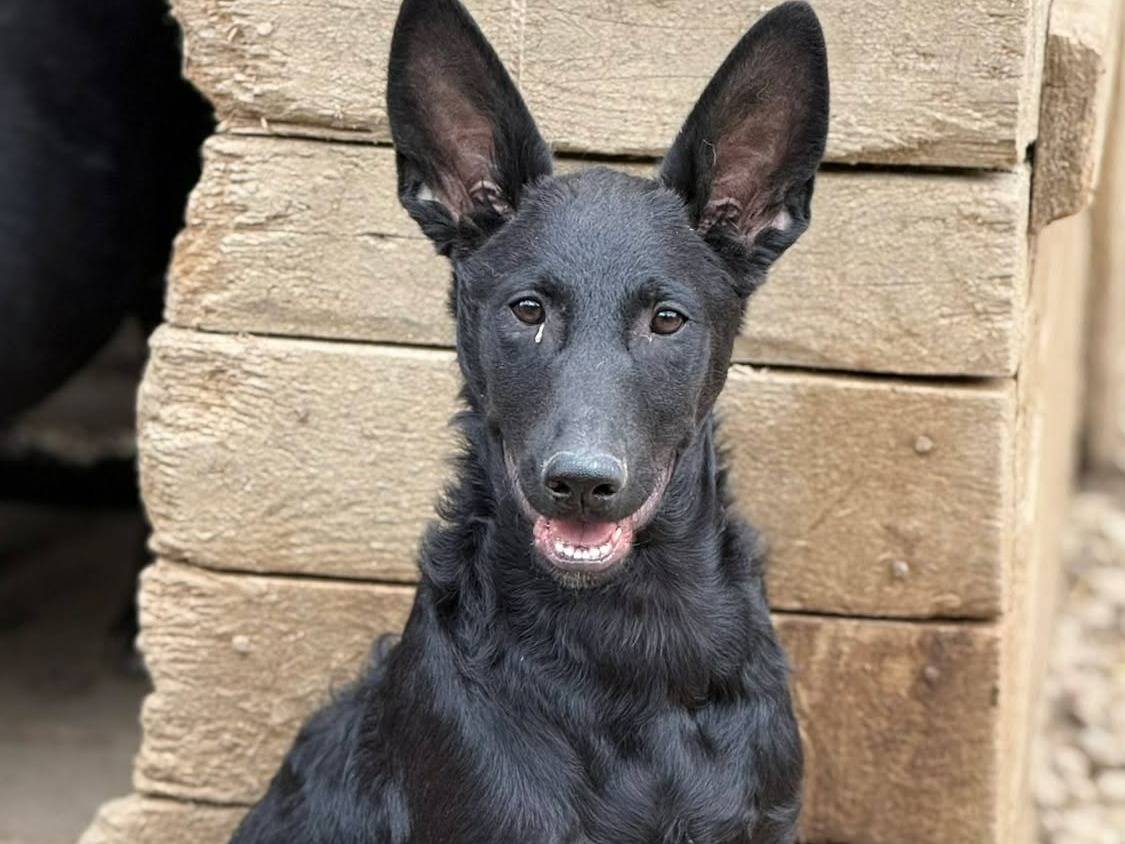 Adotta il cane ENRICO a Firenze