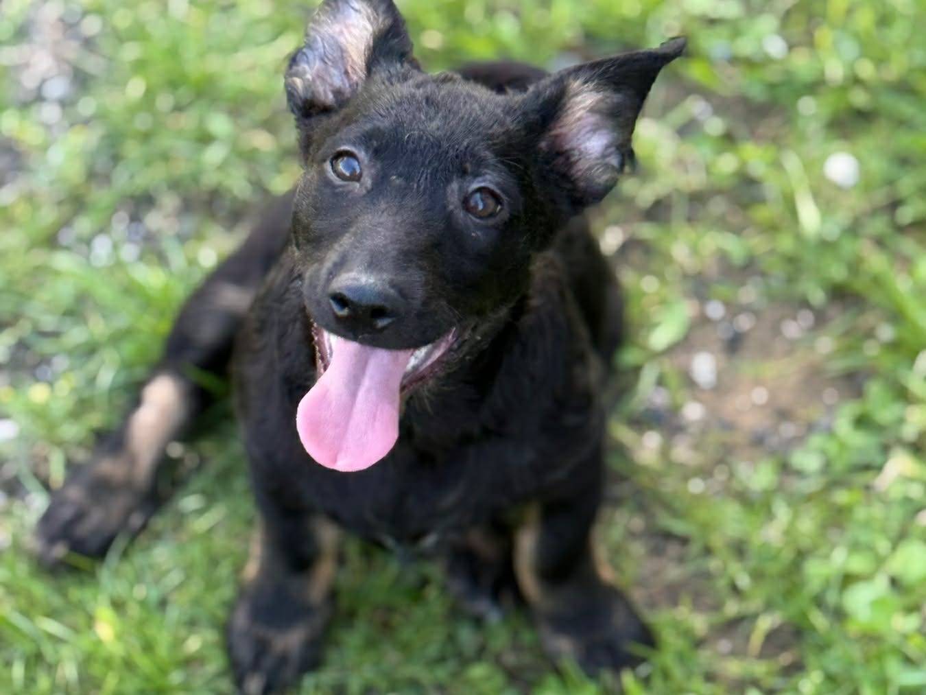 Vuoi adottare un cane a Firenze?