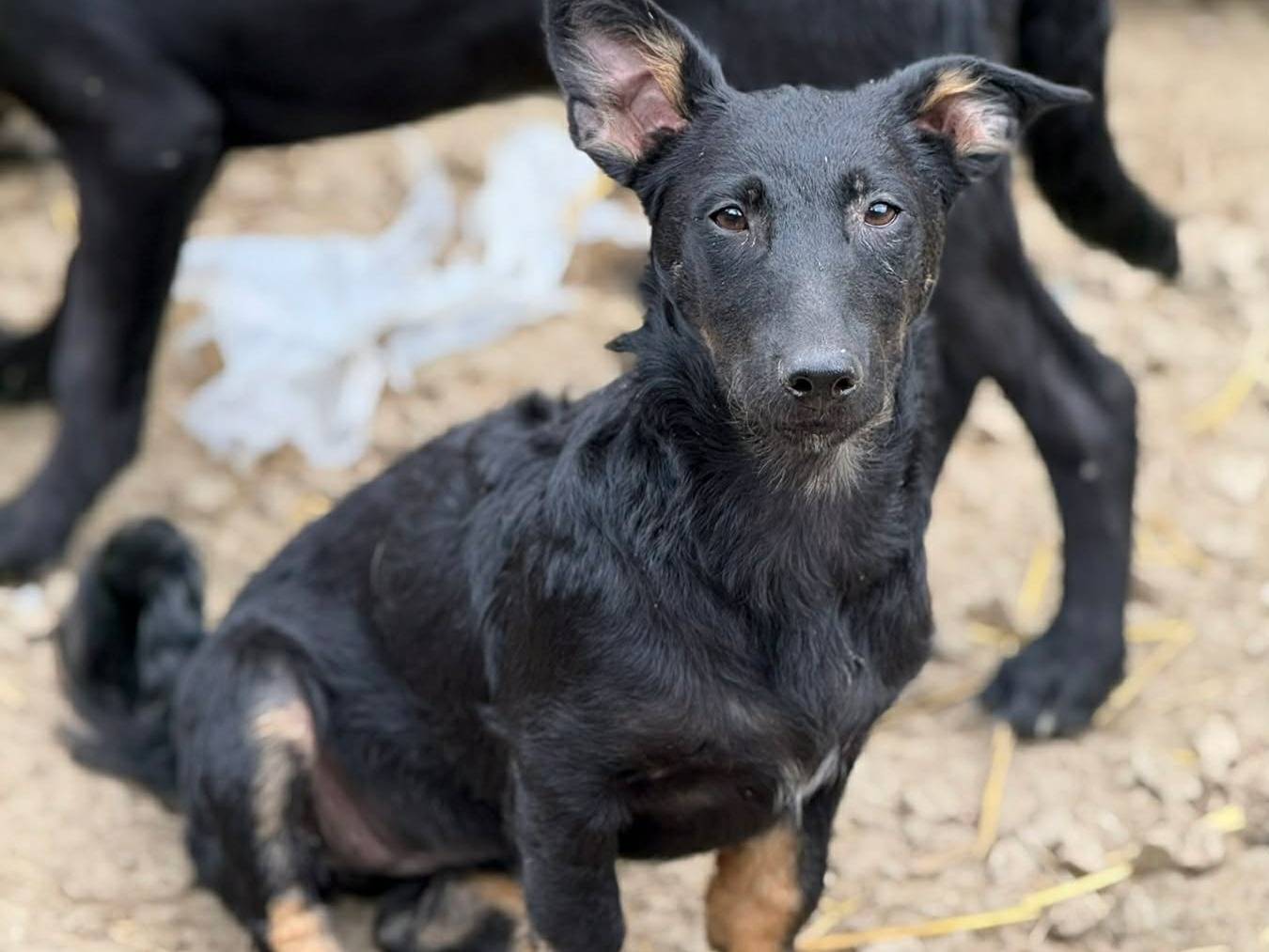 Adozione cane, femmina, Razza sconosciuta Razza sconosciuta, 4 mesi, taglia media contenuta, Firenze