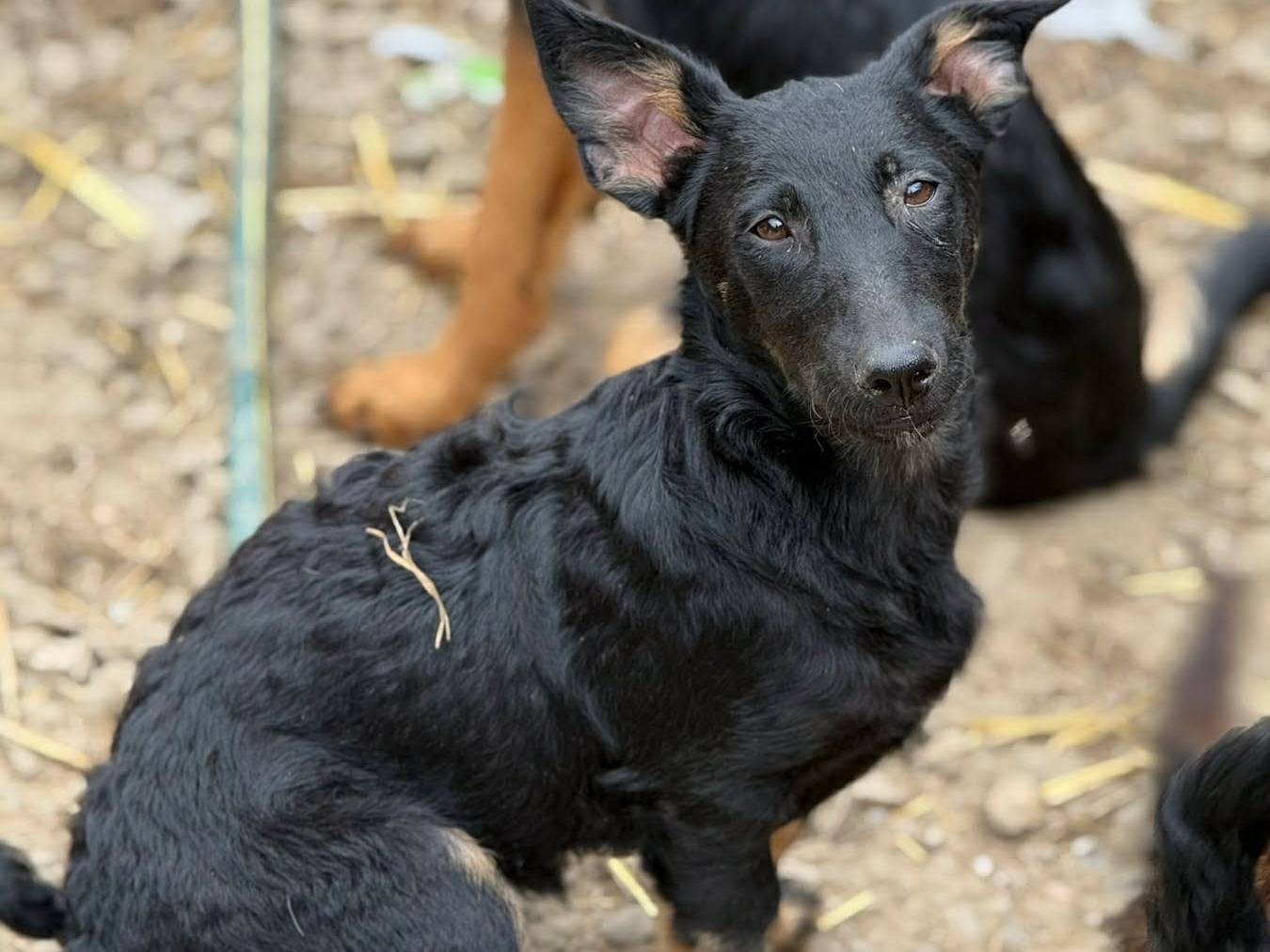 Adotta un cane, femmina, 4 mesi, Firenze