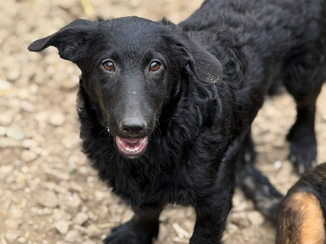Adotta un cane, maschio, 4 mesi, Firenze