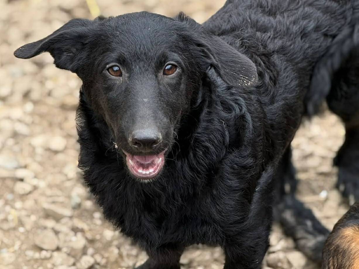 Adozione cane, maschio, Razza sconosciuta Razza sconosciuta, 4 mesi, taglia media contenuta, Firenze