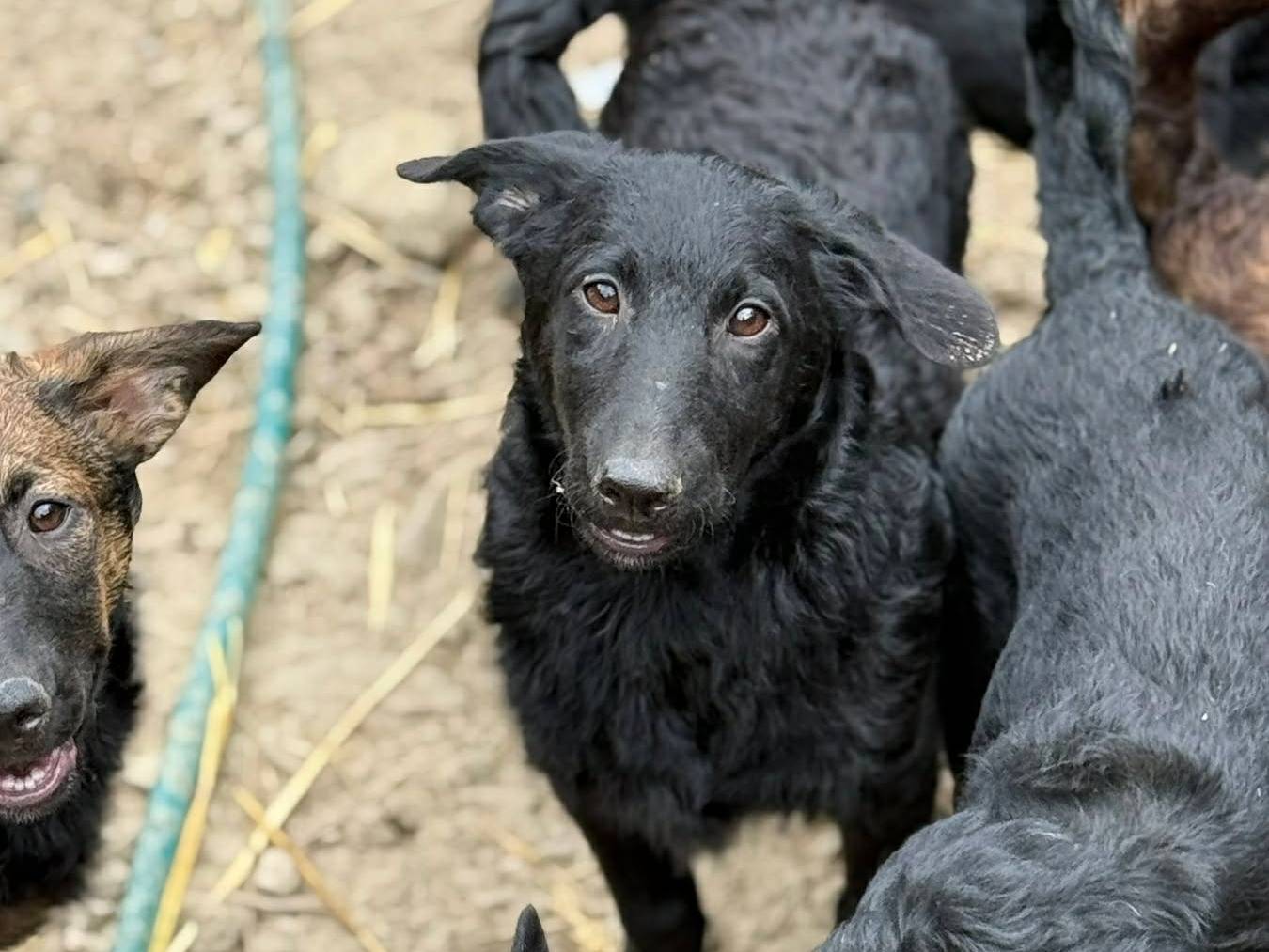 Adotta un cane, taglia media contenuta, maschio, Firenze