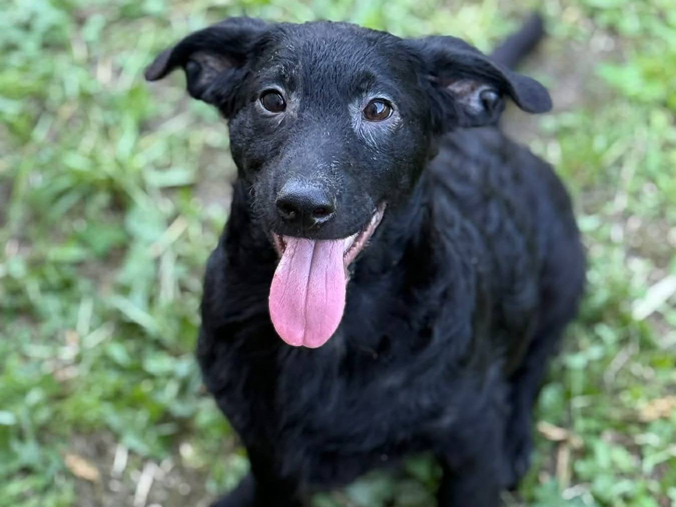 Vuoi adottare un cane a Firenze?