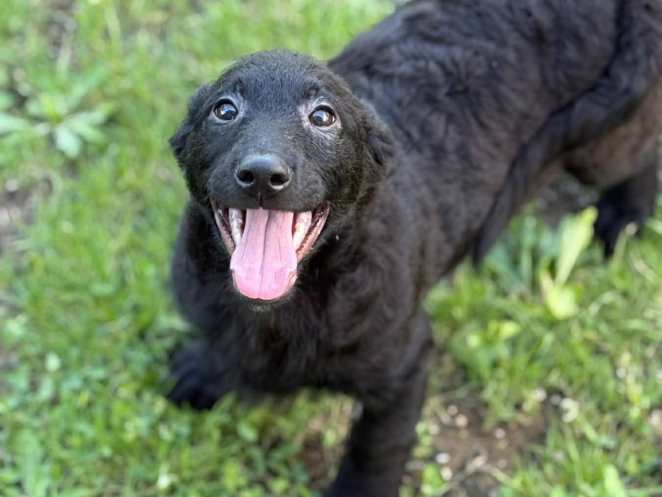 Adotta il cane ERIC a Firenze