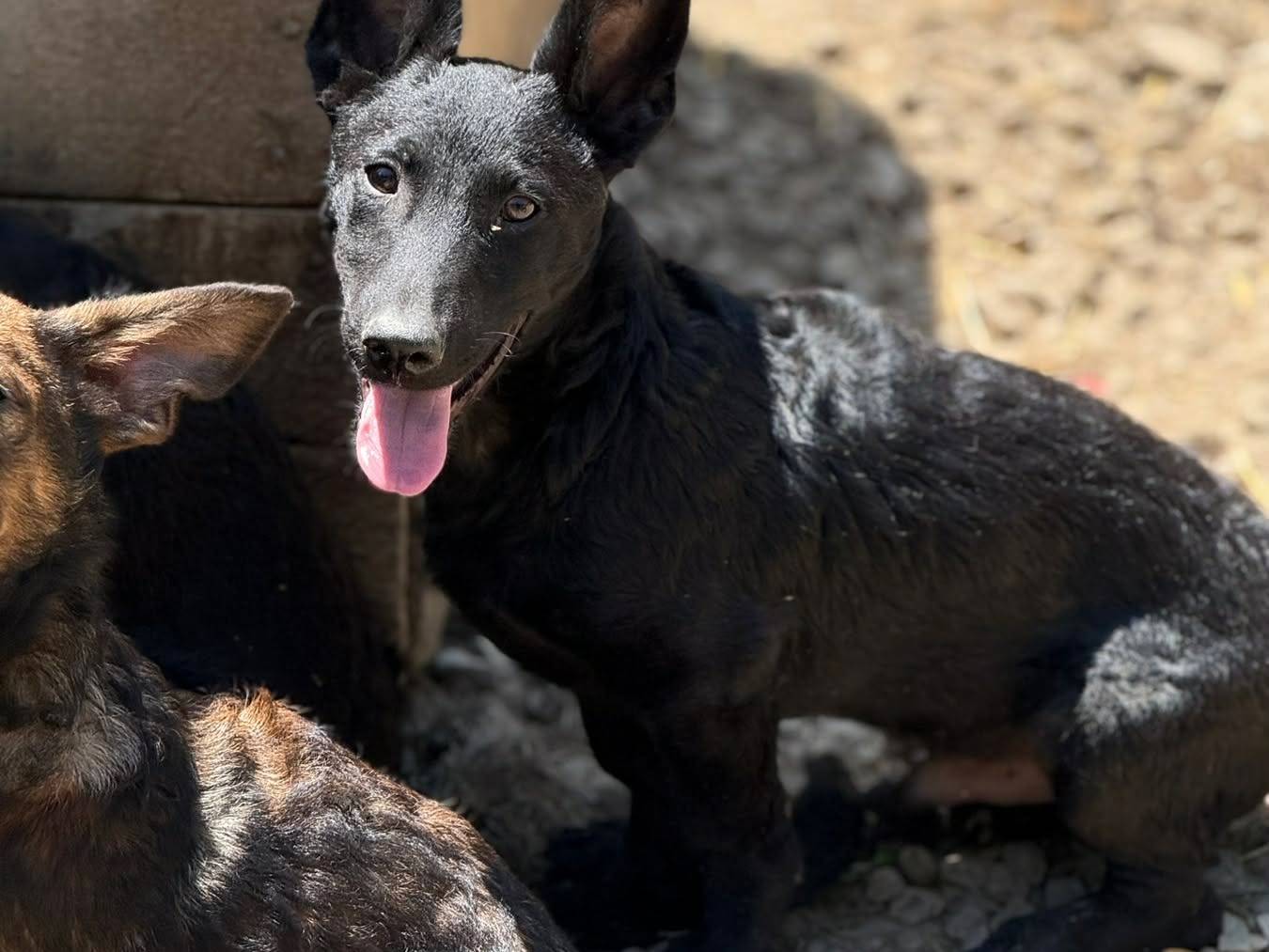 Adotta un cane, taglia media contenuta, maschio, Firenze