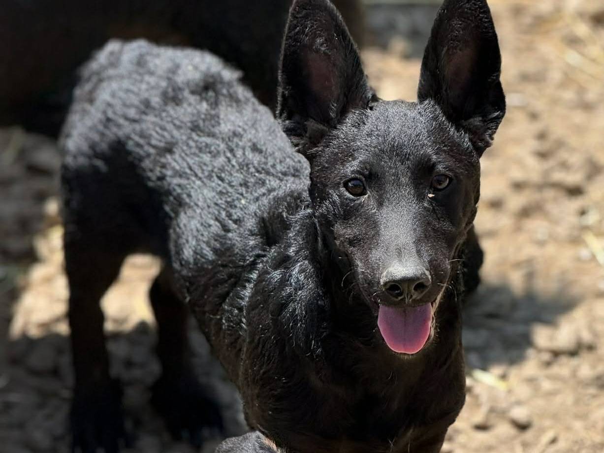 Adotta un cane, maschio, 4 mesi, Firenze