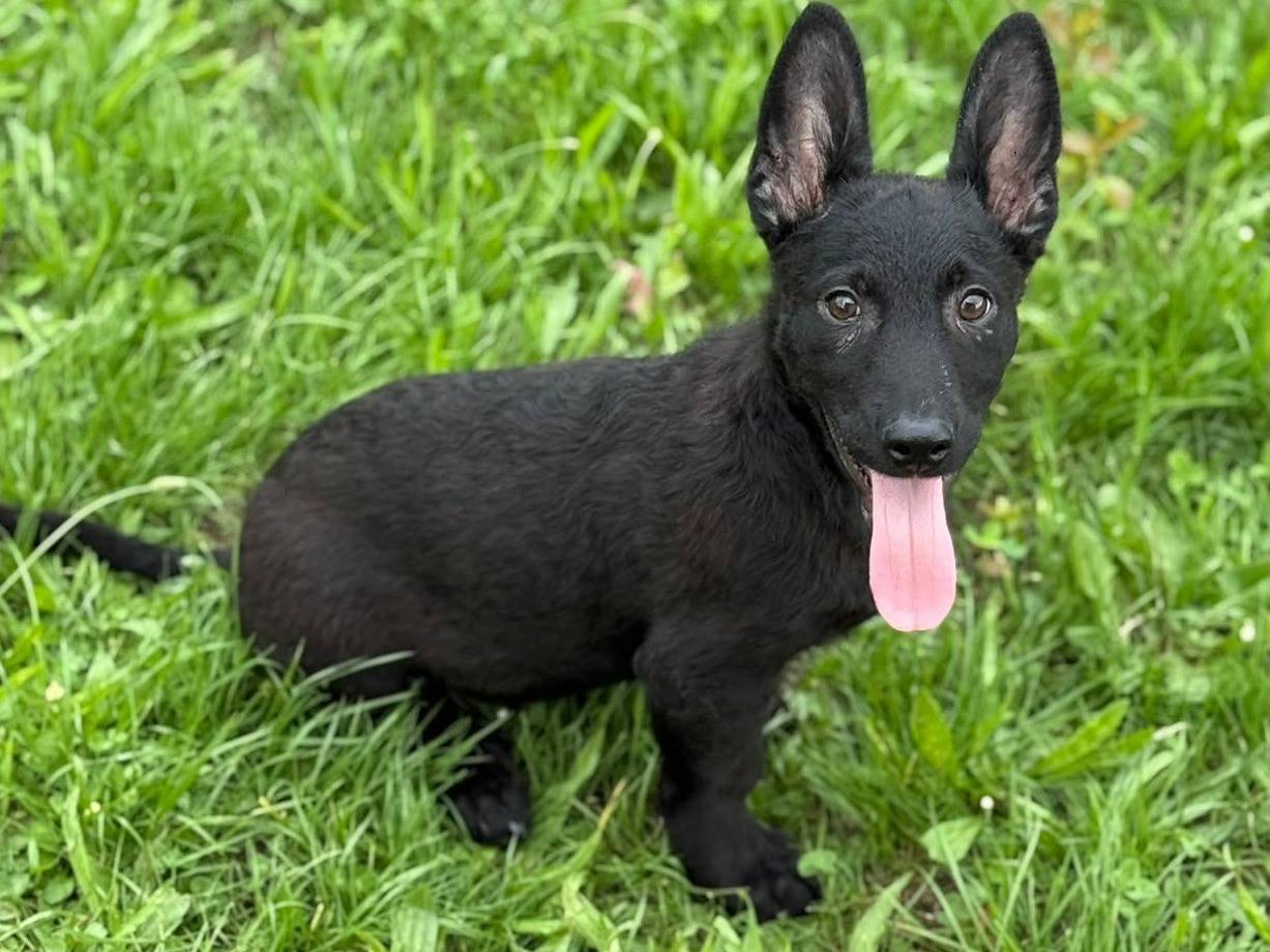 Vuoi adottare un cane a Firenze?