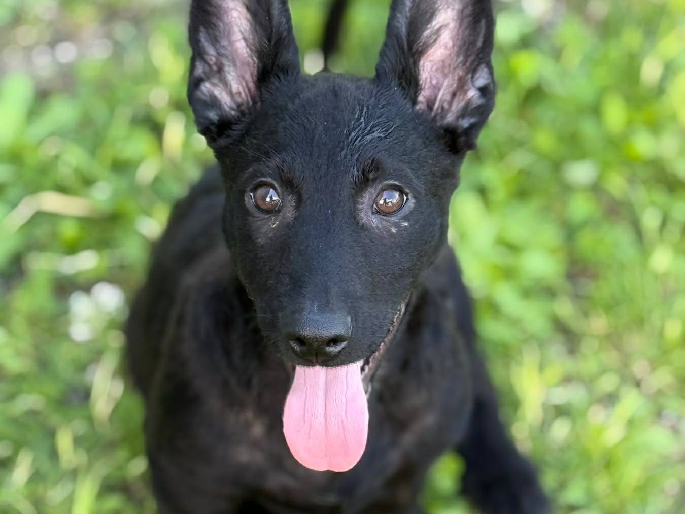 Adotta il cane ELIO a Firenze