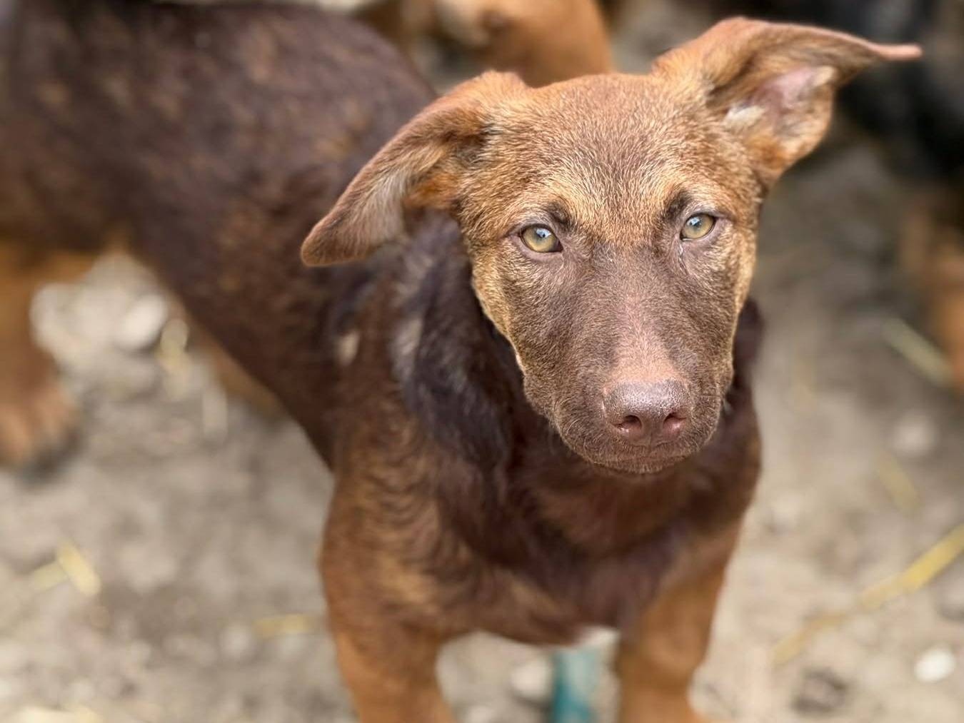 Adozione cane, maschio, Razza sconosciuta Razza sconosciuta, 4 mesi, taglia media contenuta, Firenze