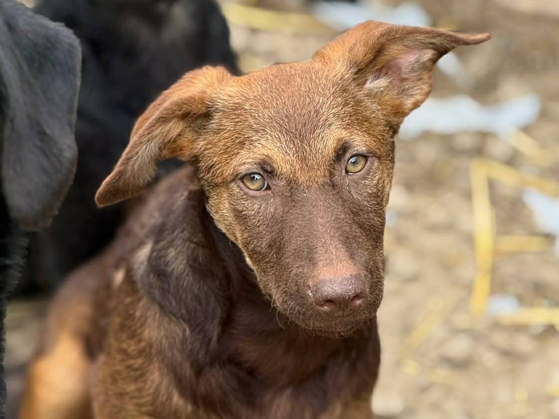 Adotta il cane EMILIO a Firenze