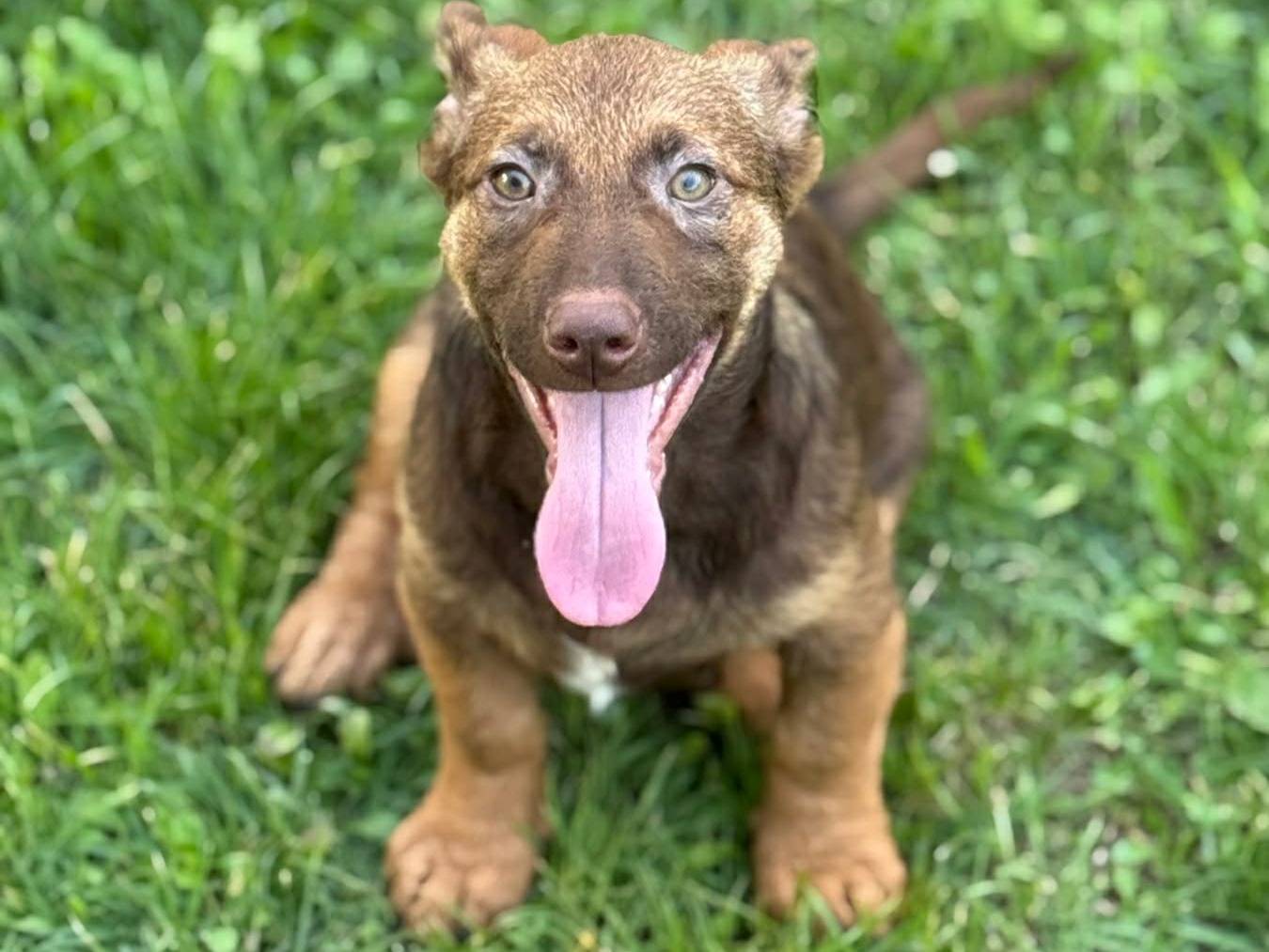 Adotta un cane, maschio, 4 mesi, Firenze
