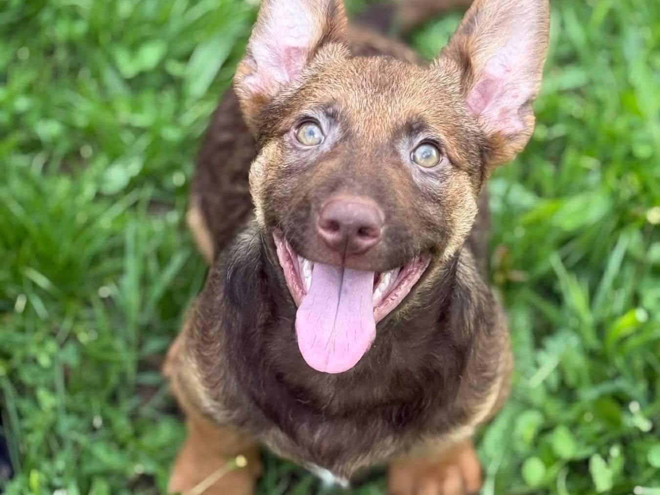 Adotta un cane, taglia media contenuta, maschio, Firenze
