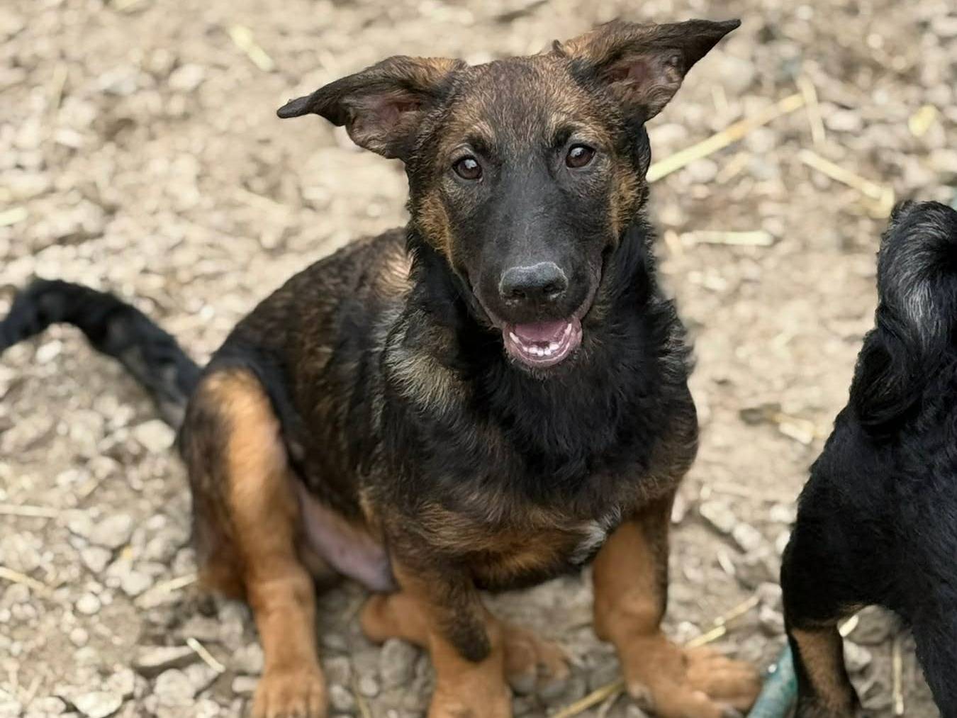 Adotta un cane, maschio, 4 mesi, Firenze