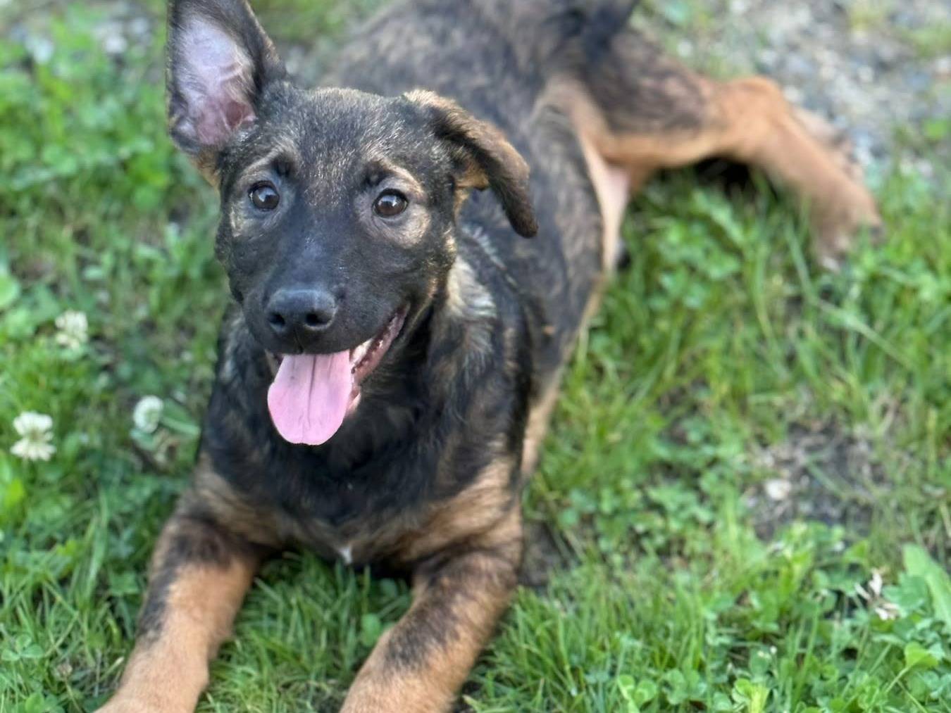 Adotta un cane, taglia media contenuta, maschio, Firenze