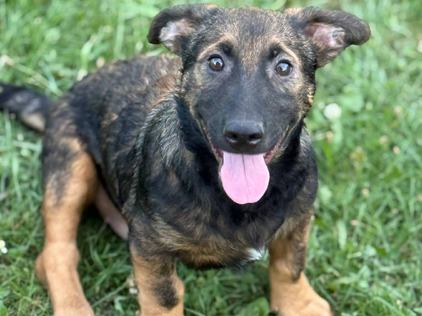 Vuoi adottare un cane a Firenze?