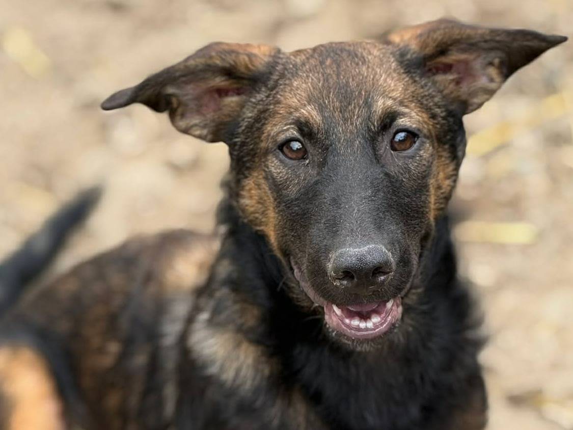 Adotta il cane ENZO a Firenze