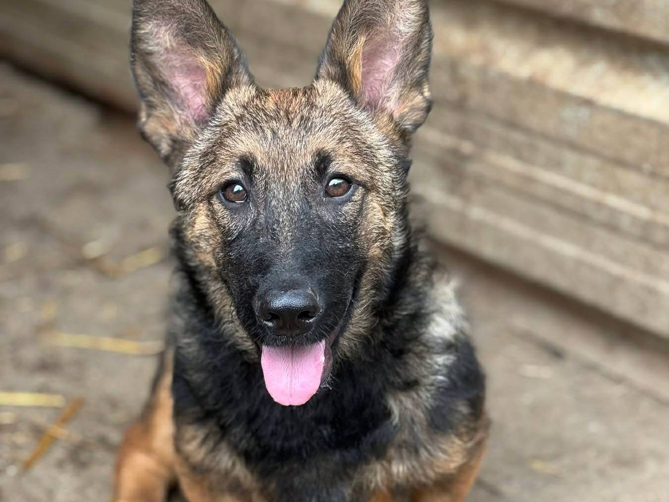 Adozione cane, maschio, Razza sconosciuta Razza sconosciuta, 4 mesi, taglia media contenuta, Firenze