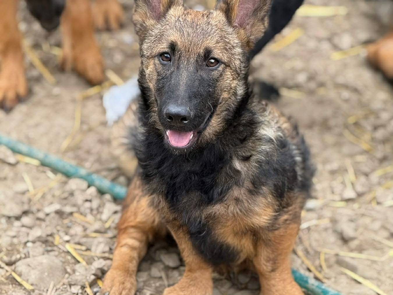 Adotta un cane, maschio, 4 mesi, Firenze