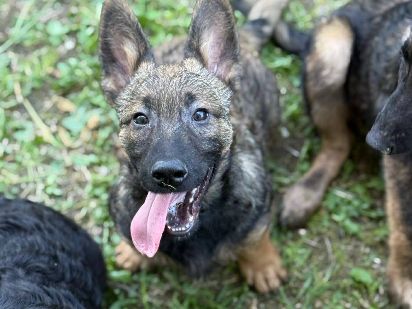 Vuoi adottare un cane a Firenze?