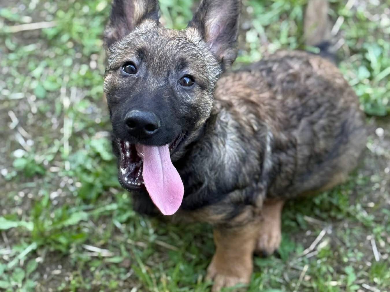 Adotta il cane EZIO a Firenze