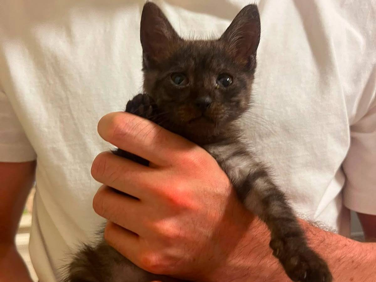 Adozione gatto, femmina, Razza sconosciuta Razza sconosciuta, 2 mesi, taglia non valida, Padova