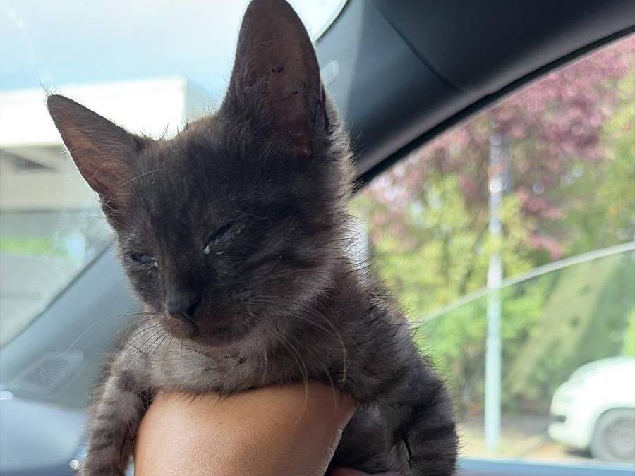 Adotta un gatto, femmina, 2 mesi, Padova