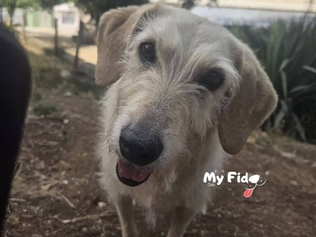 Adozione cane, femmina, Razza sconosciuta Razza sconosciuta, 7 anni e 3 mesi, taglia piccola, Roma