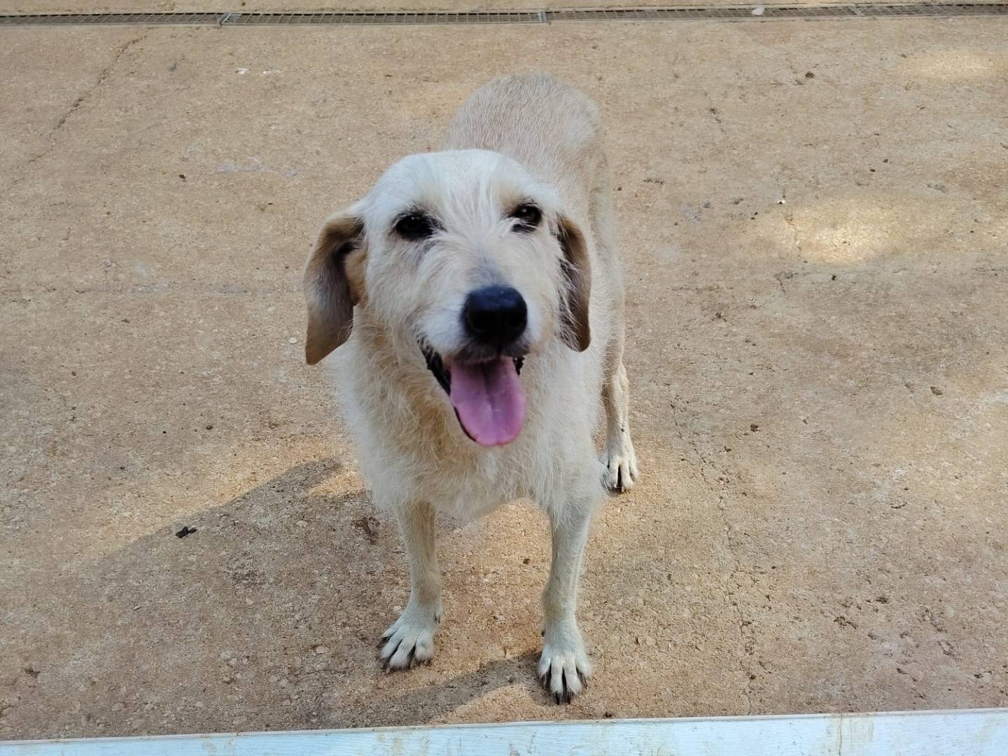 Adotta un cane, femmina, 7 anni e 3 mesi, Roma