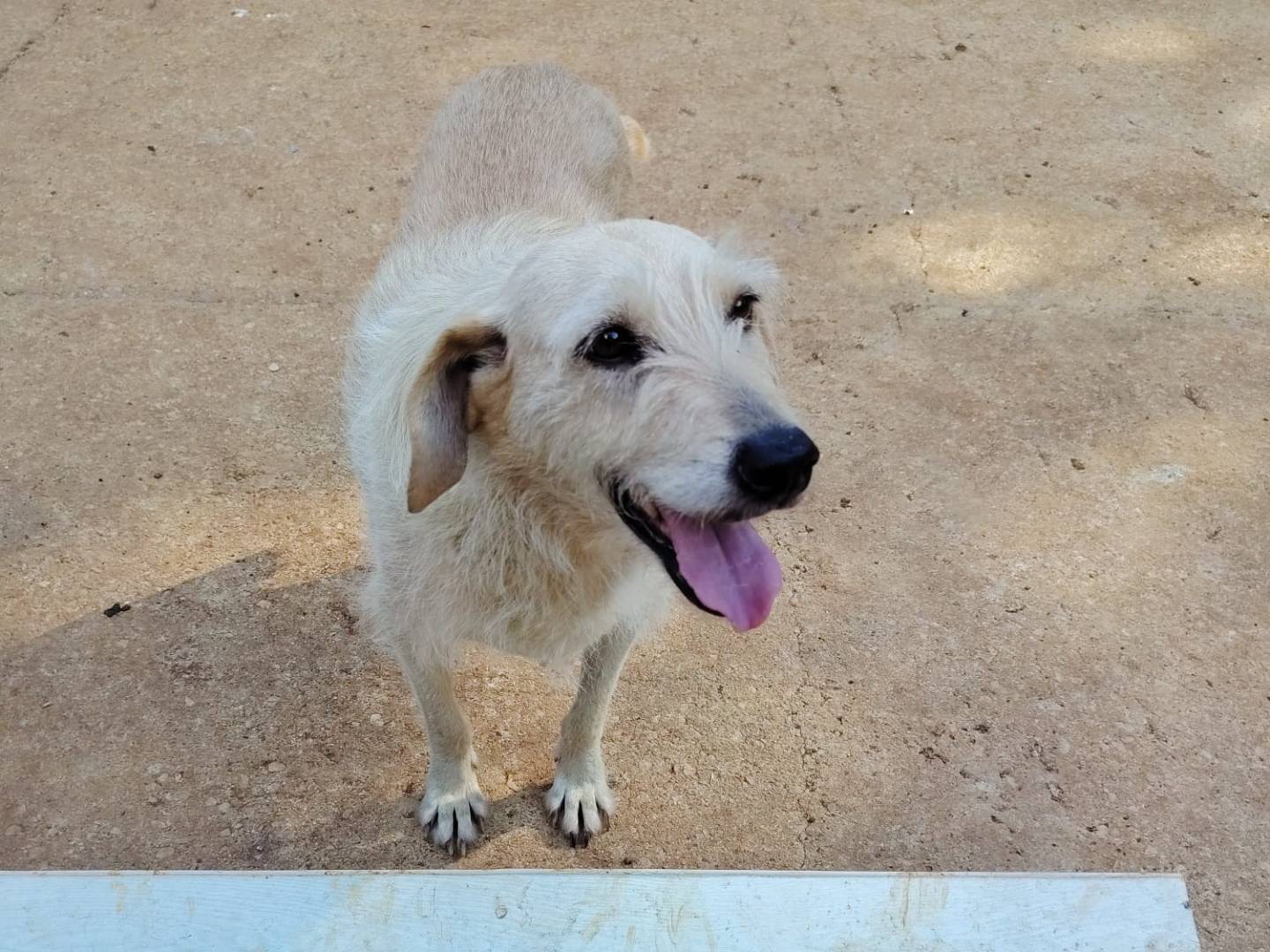 Adotta un cane, taglia piccola, femmina, Roma